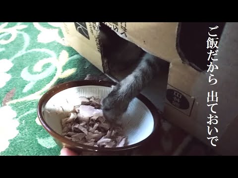 秘密基地に ひきこもる ニートキャット(=^・^=)