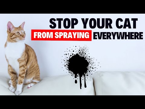 How to Get A Cat to Stop Spraying?