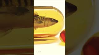 Here's Why Fish Oil Could Be Dangerous (Watch Before Taking)