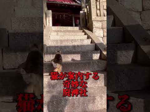 可愛い野良猫に案内される神社の廃墟