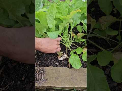 Radish Harvest in December || DHBG