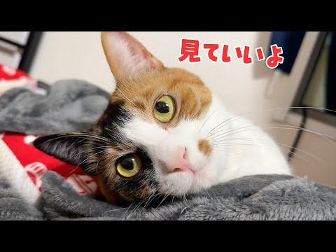 【知ってた】猫の動画を視聴するとストレスが軽減されるらしい！？