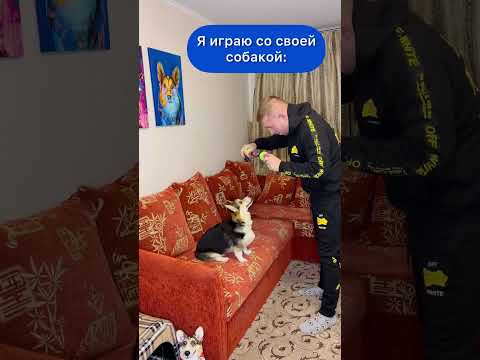 СМЕШНЫЕ ЖИВОТНЫЕ | Я ИГРАЮ СО СВОЕЙ СОБАКОЙ