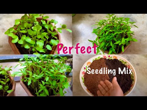 Perfect Seeding Mix Recipe For Growing Healthy Seedlings //Organic Gardening