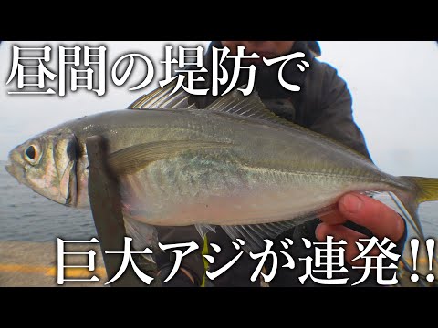 昼間から巨大アジが入れ食い！日本一尺アジが釣れる釣り公園でサビキを投げると100匹ペースの無限時合い…