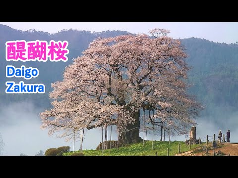 Daigo Zakura & Cherry Blossoms at Tsuyama Castle with Relaxing Music / Spectacular Views of Japan