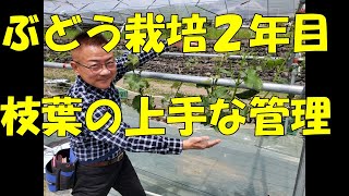 葡萄の育て方【2年目樹の上手な育て方 No.2】2年目樹を上手に育て、収穫も行うノウハウを分かり易く解説。シャインマスカット・ナガノパープル、他品種応用可能。人生100年時代を葡萄農家で頑張！