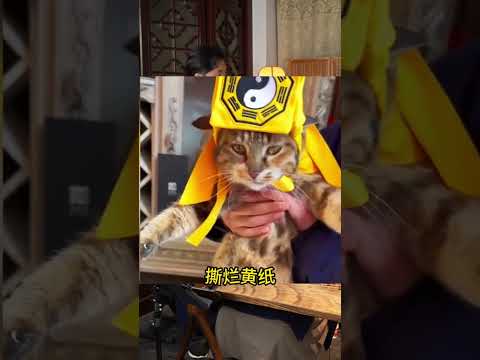 【南粤道乐团】坏猫坏猫，香炉里面滋猫尿 道院也有自己的《坏猫之歌》#坏猫之歌 #音乐就要这么玩 【Taoist Orchestra】#道乐 #民乐 #太极拳 #道士 #Taoism #tiktok