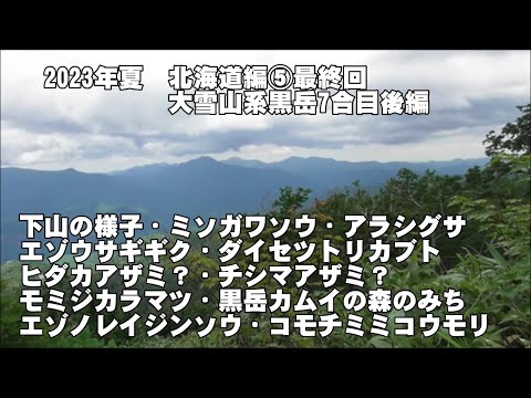 2023年夏 北海道編⑤最終 黒岳7合目後編(下山の様子、ｴｿﾞｳｻｷﾞｷﾞｸ、ﾓﾐｼﾞｶﾗﾏﾂ、ｴｿﾞﾉﾚｲｼﾞﾝｿｳの仲間、ｺﾓﾁﾐﾐｺｳﾓﾘなど)