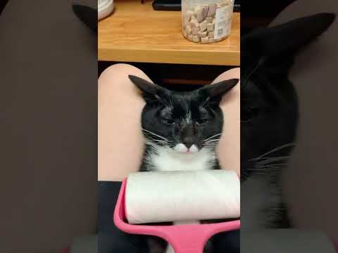 New Funny Animals cat | Funniest Cats and Dogs | Videos 2024#4k_status