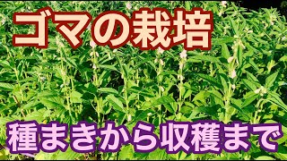 ゴマの栽培 種まきから収穫、脱穀して焙煎まで。