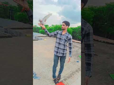 Kabootar Lover #shorts #shortsfeed #trending #viralvideo #viralshorts #pigeon #pigeonlover