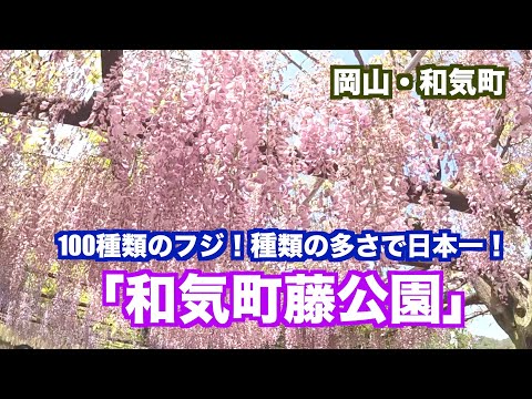 100種類のフジ！海外のフジも咲く「和気町藤公園〜種類の多さで日本一！〜」岡山の名所です【4K映像】（映像ジャーナリスト　宮﨑　賢・和気町出身）