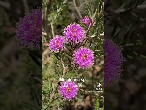 2024 Western Australia Wildflower Trip Day 12 Part 3