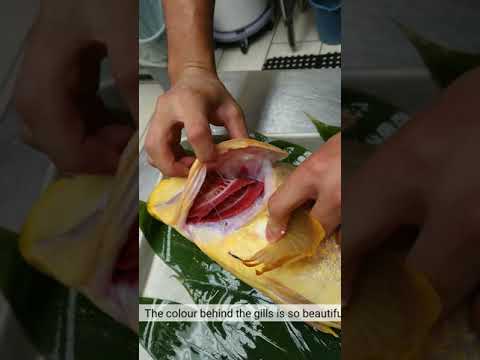 E9【Ao-hata】 TSUKIJI FISH MARKET Inc by 市場系youtuber疋田拓也Takuya Hikita～本気の目利きシリーズ13Yellow grouper～