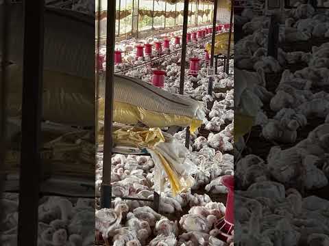 23day old Chicken #poultryfood #chickenfarming #trendingvideo #chickenfarmingbusiness #poultry