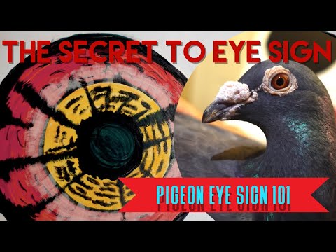 THE SECRET TO PIGEON EYES #racingpigeons #pigeonloft #pigeons