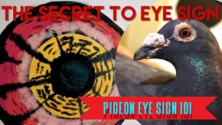 THE SECRET TO PIGEON EYES #racingpigeons #pigeonloft #pigeons