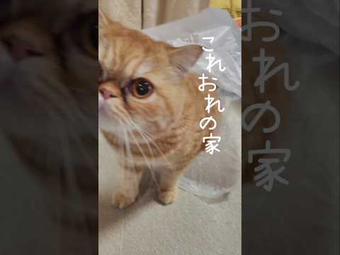 俺の家 #猫動画 #エキゾチックショートヘア #茶トラ猫