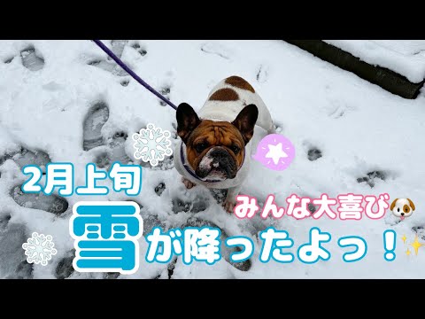 【フレンチブルドッグ】【ブルドッグ】みんな大喜び！！✨雪の中で遊んでいる様子&離乳に入ったフレブル兄妹🐶🐶