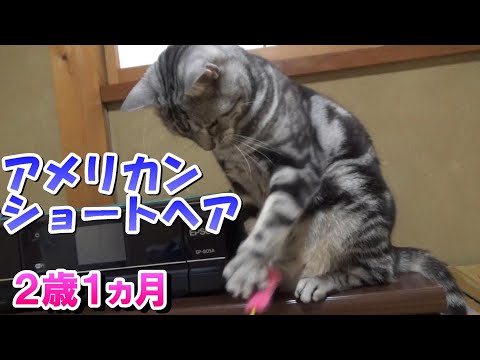 ２歳１ヵ月の様子（アメリカンショートヘア）