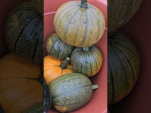 A lot of free vegetables #harvesting #garden  #vegetables #organic #gardenlife #shorts #gardening