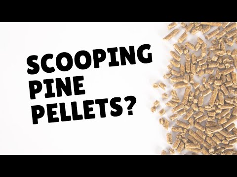 How To Scoop Pine Pellet Litter | Two Crazy Cat Ladies #cats #catlitter #cattips