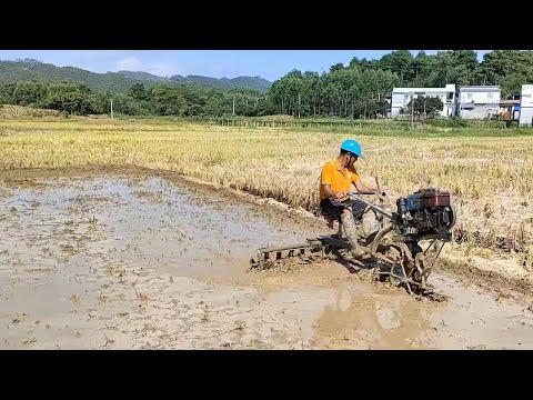 Crazy little iron cow working in the rice field