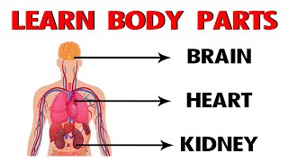 Learn Body Parts in English | Learn Human body | Parts for the body in English | Preschool Learning