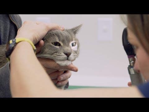 Veterinarian | What I do & how much I make | Part 1 | Khan Academy