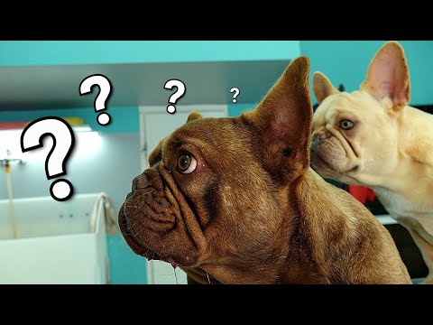 Funny French Bulldogs Grooming - Bathing, Deshedding, Cleaning Ears and Wrinkles @ManWithTheDogs