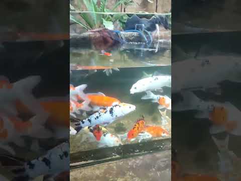 Water World#shortvideo #viralvideo #shorts ❤️#video#video #travelvlog ❤️#tamil#aquarium#shortvideo