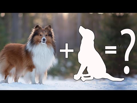 9 Delightful Shetland Sheepdog Mix breed dogs | Sheepdog cross breed dogs