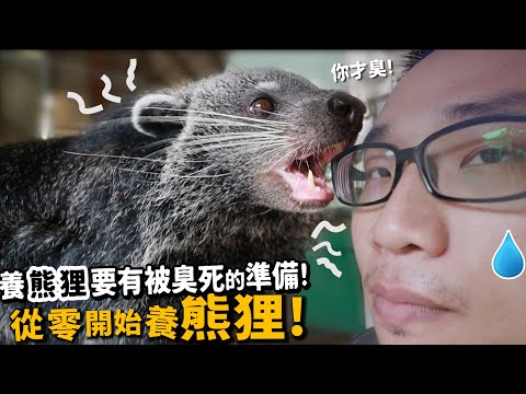 【從零開始養】熊狸!養熊狸要有被臭死的準備!熊狸是什麼?【許伯簡芝】