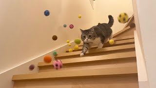 階段の上から大量にボールが降ってきた猫の反応が100点すぎましたw