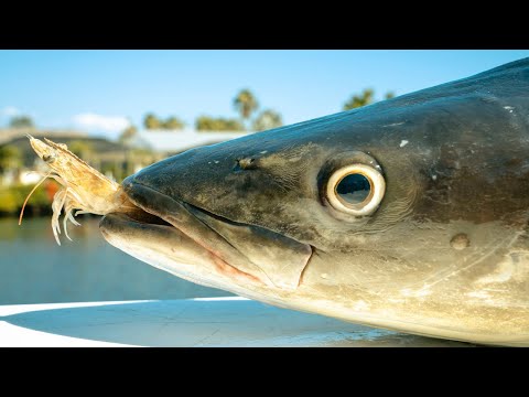 Catching Big Fish on ONLY Shrimp - Unbelievable Day