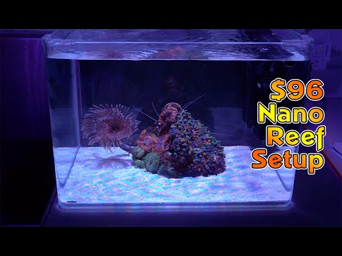 Bare Bones Nano Reef Setup for only $96