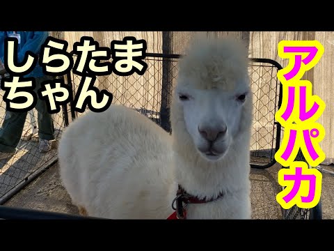 【移動動物園】アルパカの「しらたま」ちゃん♪