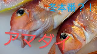 アマダイ 船 釣り 相模湾 2024.11.23