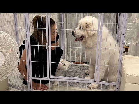 リビング掃除とお風呂掃除＆超大型犬生後5ヶ月との生活