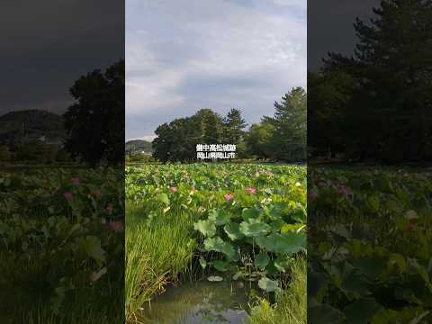 備中高松城跡 400年後の奇跡 宗治蓮 #岡山 #歴史