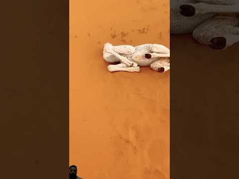 Camel life #camel #camellife #camel_racing #shortsfeed #youtubeshorts