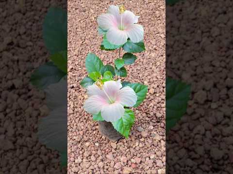 # hibiscus plant വേരു പിടിക്കാൻ ചെറുനാമ്പു മതി# Kerala garden ideas #youtubeshorts #trendingshorts