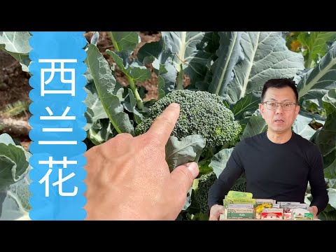 西兰花种植和采收常见问题回答，投入产出比高的蔬菜之一，你做对了吗？