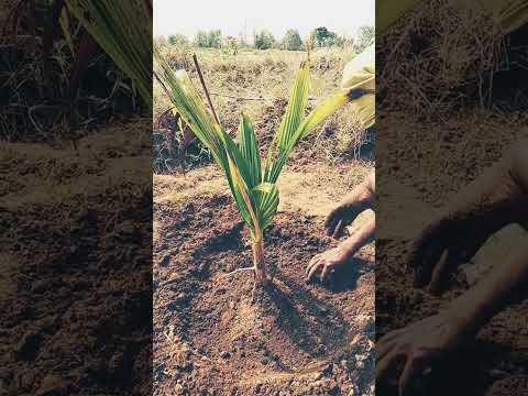 #farming #farminglife #yt #planting #agriculture #apple #lightfall #best #new #basal #coconut tree