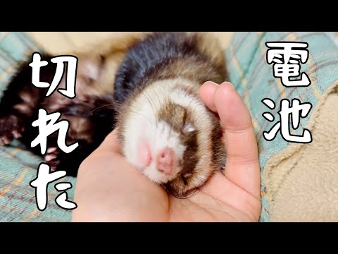 【2025年】お正月に遊び疲れたフェレット【ferret#1719】