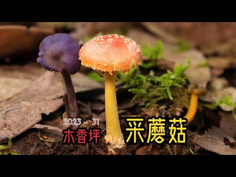 Plot in Dali net red mushroom picking holy land muxiangping ~