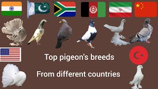 Pigeon | pigeon breeds from different countries | pigeon names #pigeon