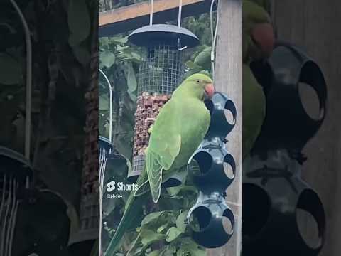 Cute Parrots Eating Peanuts 🦜🥜 #parakeet #parrots