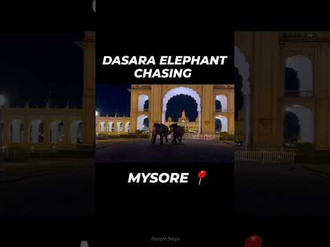 Dasara  Elephant Dananjaya Chasing Kanjan #elephant #dasara #mysore #mysuru #viralvideo #vuralshort